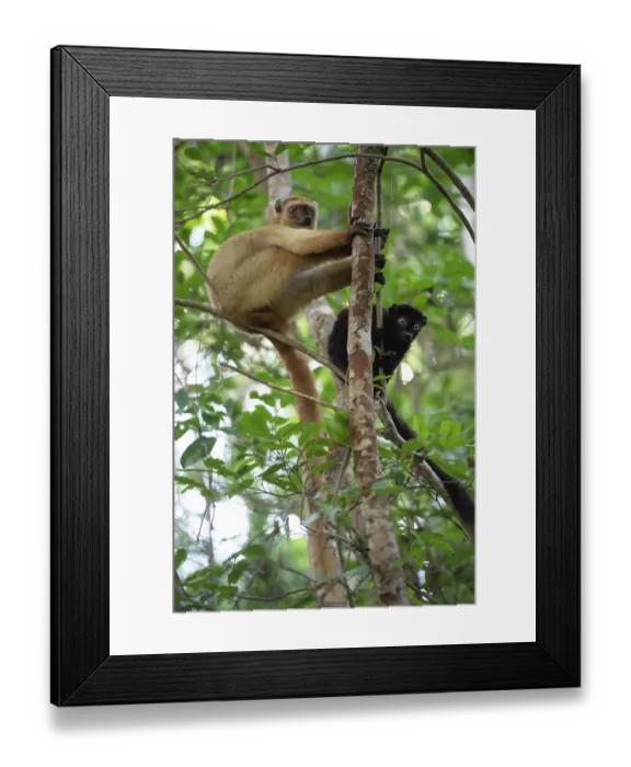 Framed Print : Blue-eyed black lemur (Eulemur flavifrons) pair, climbing in tree, Ambalavao Forest, south of Maromandia, Madagascar. Critically endangered Framed Print : Blue-eyed black lemur (Eulemur flavifrons) pair, climbing in tree, Ambalavao Forest, south of Maromandia, Madagascar. Critically endangered