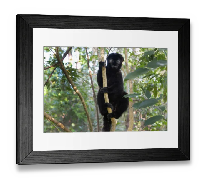 Framed Print : Blue-eyed black lemur (Eulemur flavifrons) male, climbing in tree, Ambalavao Forest, south of Maromandia, Madagascar. Critically endangered Framed Print : Blue-eyed black lemur (Eulemur flavifrons) male, climbing in tree, Ambalavao Forest, south of Maromandia, Madagascar. Critically endangered