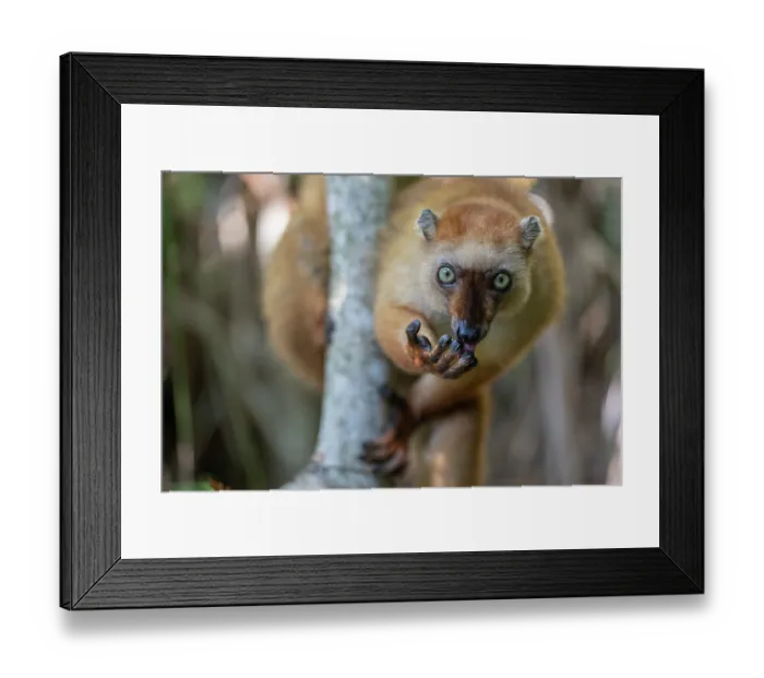 Framed Print : Blue-eyed black lemur (Eulemur flavifrons) female, licking its fingers after eating wild fruit, Ambalavao Forest, south of Maromandia, Madagascar. Critically endangered Framed Print : Blue-eyed black lemur (Eulemur flavifrons) female, licking its fingers after eating wild fruit, Ambalavao Forest, south of Maromandia, Madagascar. Critically endangered