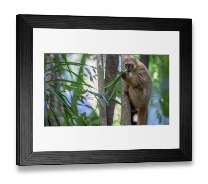 Framed Print : Blue-eyed black lemur (Eulemur flavifrons) female, sitting in tree feeding on leaves (Dracaena sp.), Ambalavao Forest, south of Maromandia, Madagascar. Critically endangered Framed Print : Blue-eyed black lemur (Eulemur flavifrons) female, sitting in tree feeding on leaves (Dracaena sp.), Ambalavao Forest, south of Maromandia, Madagascar. Critically endangered