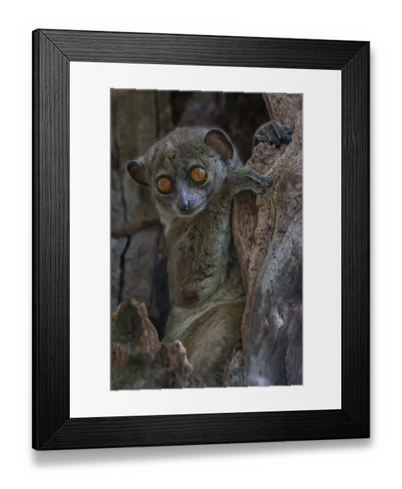 Framed Print : Ankarana sportive lemur (Lepilemur ankaranensis) sitting in tree hole, Analamerana special reserve, Madagascar. Endangered Framed Print : Ankarana sportive lemur (Lepilemur ankaranensis) sitting in tree hole, Analamerana special reserve, Madagascar. Endangered