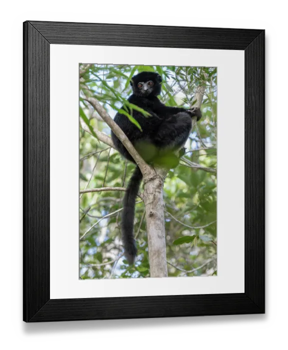 Framed Print : RF - Perrier's sifaka (Propithecus perrieri) sitting in tree, Analamerana special reserve, Madagascar. Critically endangered Framed Print : RF - Perrier's sifaka (Propithecus perrieri) sitting in tree, Analamerana special reserve, Madagascar. Critically endangered
