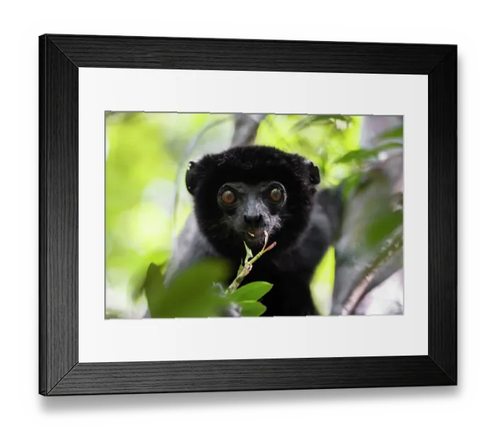 Framed Print : Perrier's sifaka (Propithecus perrieri) feeding on leaves, head portrait, Analamerana special reserve, Madagascar. Critically endangered