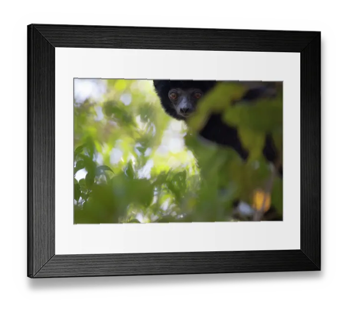 Framed Print : Perrier's sifaka (Propithecus perrieri) peering through foliage in forest, Analamerana special reserve, Madagascar. Critically endangered Framed Print : Perrier's sifaka (Propithecus perrieri) peering through foliage in forest, Analamerana special reserve, Madagascar. Critically endangered