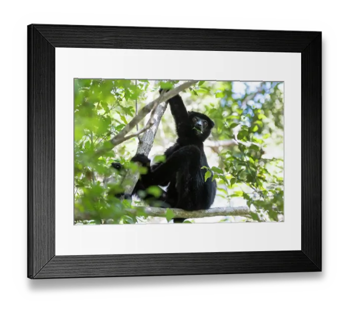 Framed Print : Perrier's sifaka (Propithecus perrieri) sitting in tree feeding on leaves, Analamerana special reserve, Madagascar. Critically endangered Framed Print : Perrier's sifaka (Propithecus perrieri) sitting in tree feeding on leaves, Analamerana special reserve, Madagascar. Critically endangered
