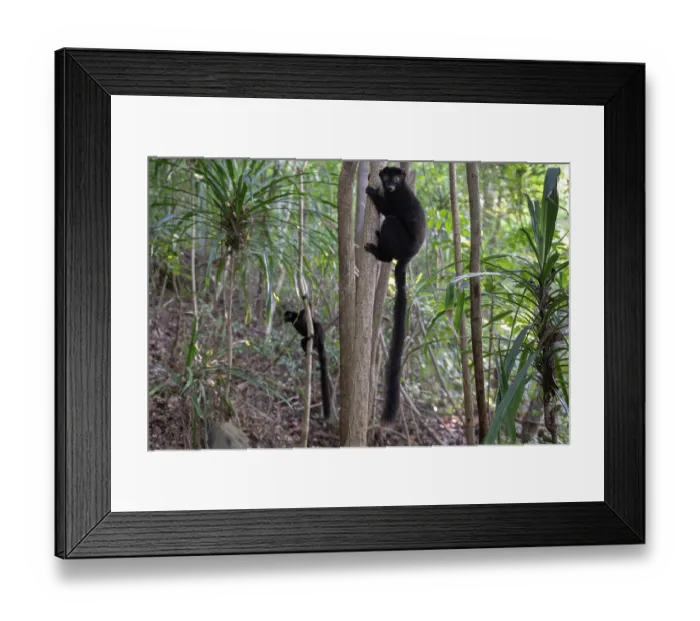 Framed Print : Two Blue-eyed black lemurs (Eulemur flavifrons) male, climbing in trees, Ambalavao Forest, south of Maromandia, Madagascar. Critically endangered Framed Print : Two Blue-eyed black lemurs (Eulemur flavifrons) male, climbing in trees, Ambalavao Forest, south of Maromandia, Madagascar. Critically endangered