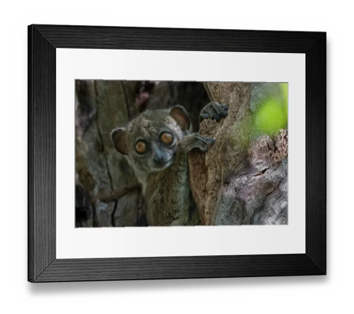 Framed Print : Ankarana sportive lemur (Lepilemur ankaranensis) sitting in tree hole, Analamerana special reserve, Madagascar. Endangered Framed Print : Ankarana sportive lemur (Lepilemur ankaranensis) sitting in tree hole, Analamerana special reserve, Madagascar. Endangered