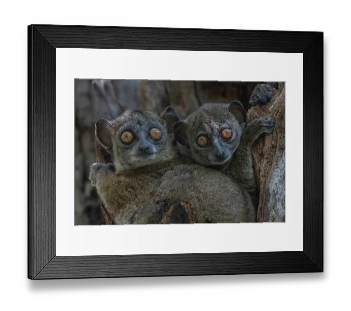 Framed Print : Two Ankarana sportive lemurs (Lepilemur ankaranensis) peering out from tree hole, Analamerana special reserve, Madagascar. Endangered Framed Print : Two Ankarana sportive lemurs (Lepilemur ankaranensis) peering out from tree hole, Analamerana special reserve, Madagascar. Endangered