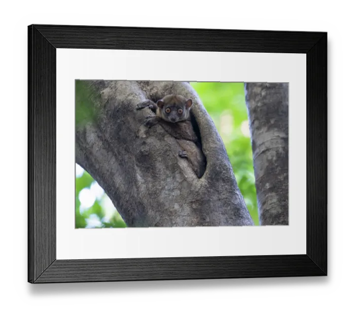 Framed Print : Ankarana sportive lemur (Lepilemur ankaranensis) peering out from tree hole, Ankarana National Park, Madagascar. Endangered Framed Print : Ankarana sportive lemur (Lepilemur ankaranensis) peering out from tree hole, Ankarana National Park, Madagascar. Endangered