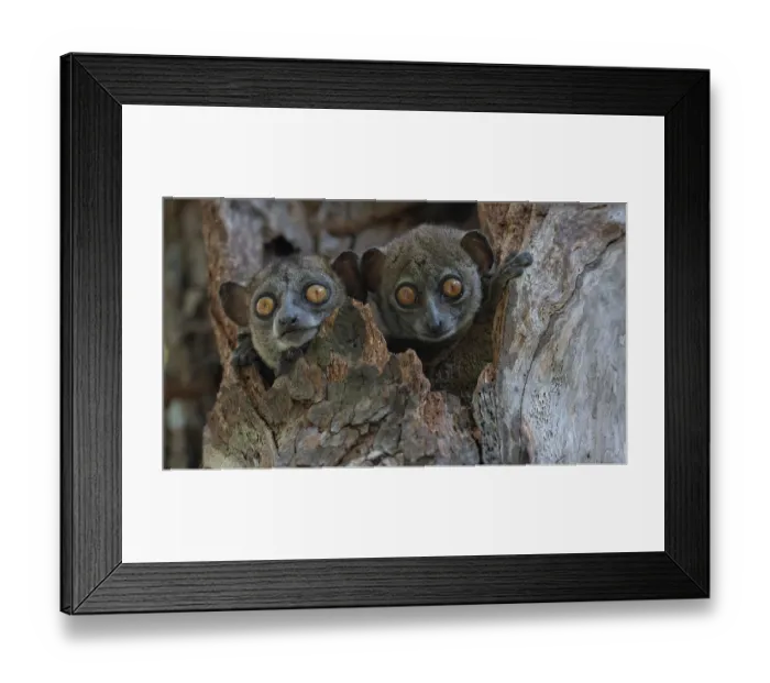 Framed Print : Two Ankarana sportive lemurs (Lepilemur ankaranensis) peering out from tree hole, Analamerana special reserve, Madagascar. Endangered Framed Print : Two Ankarana sportive lemurs (Lepilemur ankaranensis) peering out from tree hole, Analamerana special reserve, Madagascar. Endangered