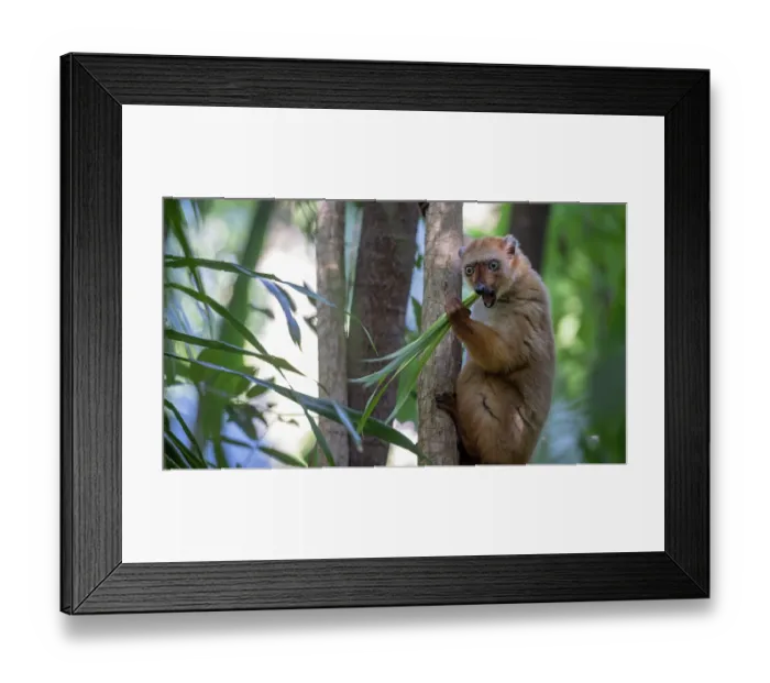 Framed Print : Blue-eyed black lemur (Eulemur flavifrons) female, sitting in tree feeding on leaves (Dracaena sp.), Ambalavao Forest, south of Maromandia, Madagascar. Critically endangered Framed Print : Blue-eyed black lemur (Eulemur flavifrons) female, sitting in tree feeding on leaves (Dracaena sp.), Ambalavao Forest, south of Maromandia, Madagascar. Critically endangered