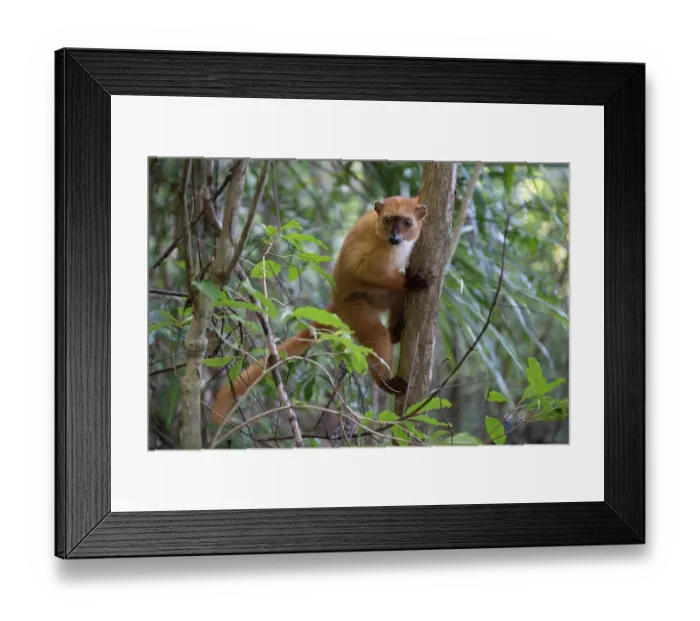 Framed Print : Blue-eyed black lemur (Eulemur flavifrons) female, climbing up tree trunk, Ambalavao Forest, south of Maromandia, Madagascar. Critically endangered Framed Print : Blue-eyed black lemur (Eulemur flavifrons) female, climbing up tree trunk, Ambalavao Forest, south of Maromandia, Madagascar. Critically endangered
