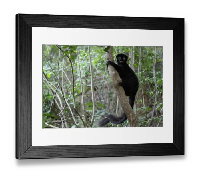 Framed Print : Blue-eyed black lemur (Eulemur flavifrons) male, climbing in tree, Ambalavao Forest, south of Maromandia, Madagascar. Critically endangered Framed Print : Blue-eyed black lemur (Eulemur flavifrons) male, climbing in tree, Ambalavao Forest, south of Maromandia, Madagascar. Critically endangered