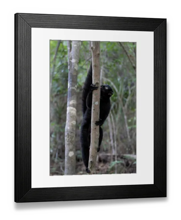 Framed Print : Blue-eyed black lemur (Eulemur flavifrons) male, sniffing and licking branch scent-marked by female, Ambalavao Forest, south of Maromandia, Madagascar. Critically endangered Framed Print : Blue-eyed black lemur (Eulemur flavifrons) male, sniffing and licking branch scent-marked by female, Ambalavao Forest, south of Maromandia, Madagascar. Critically endangered