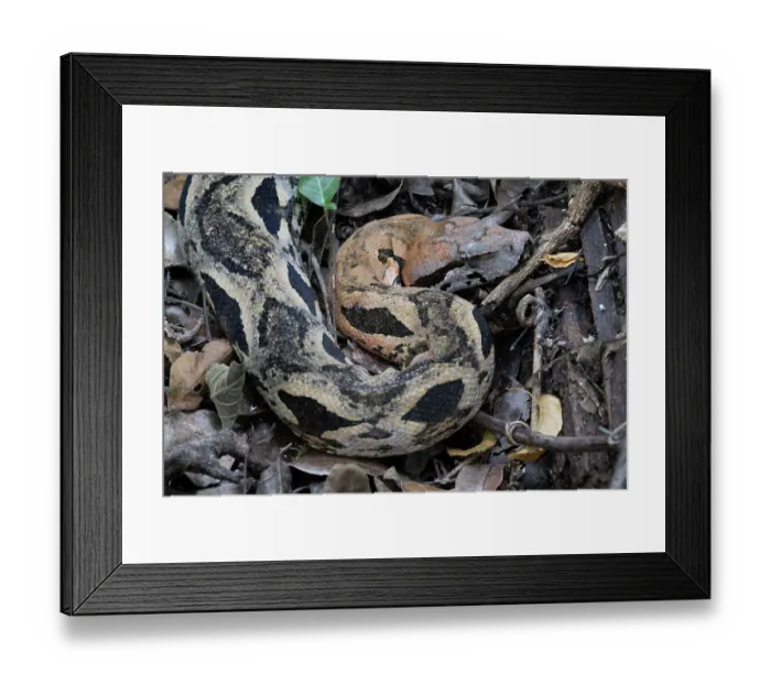 Framed Print : RF - Madagascar ground boa (Acrantophis madagascariensis) camouflaged in leaf litter, Ankarana National Park, Madagascar Framed Print : RF - Madagascar ground boa (Acrantophis madagascariensis) camouflaged in leaf litter, Ankarana National Park, Madagascar