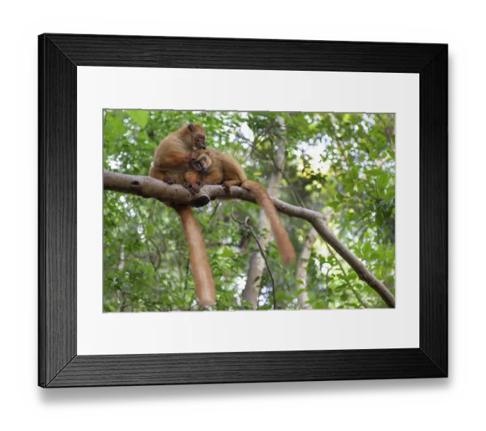 Framed Print : Two Blue-eyed black lemurs (Eulemur flavifrons) female, sitting on branch allogrooming, Ambalavao Forest, south of Maromandia, Madagascar. Critically endangered Framed Print : Two Blue-eyed black lemurs (Eulemur flavifrons) female, sitting on branch allogrooming, Ambalavao Forest, south of Maromandia, Madagascar. Critically endangered