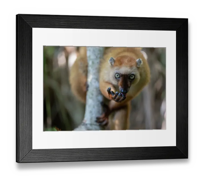 Framed Print : Blue-eyed black lemur (Eulemur flavifrons) female, licking its fingers after eating wild fruit, Ambalavao Forest, south of Maromandia, Madagascar. Critically endangered Framed Print : Blue-eyed black lemur (Eulemur flavifrons) female, licking its fingers after eating wild fruit, Ambalavao Forest, south of Maromandia, Madagascar. Critically endangered