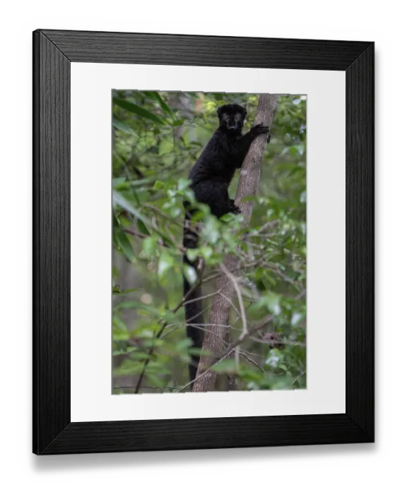 Framed Print : RF - Blue-eyed black lemur (Eulemur flavifrons) male, climbing up tree, Ambalavao Forest, south of Maromandia, Madagascar. Critically endangered Framed Print : RF - Blue-eyed black lemur (Eulemur flavifrons) male, climbing up tree, Ambalavao Forest, south of Maromandia, Madagascar. Critically endangered