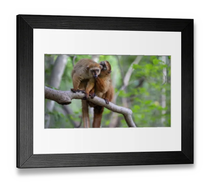 Framed Print : Two Blue-eyed black lemurs (Eulemur flavifrons) female, sitting on branch allogrooming, Ambalavao Forest, south of Maromandia, Madagascar. Critically endangered Framed Print : Two Blue-eyed black lemurs (Eulemur flavifrons) female, sitting on branch allogrooming, Ambalavao Forest, south of Maromandia, Madagascar. Critically endangered