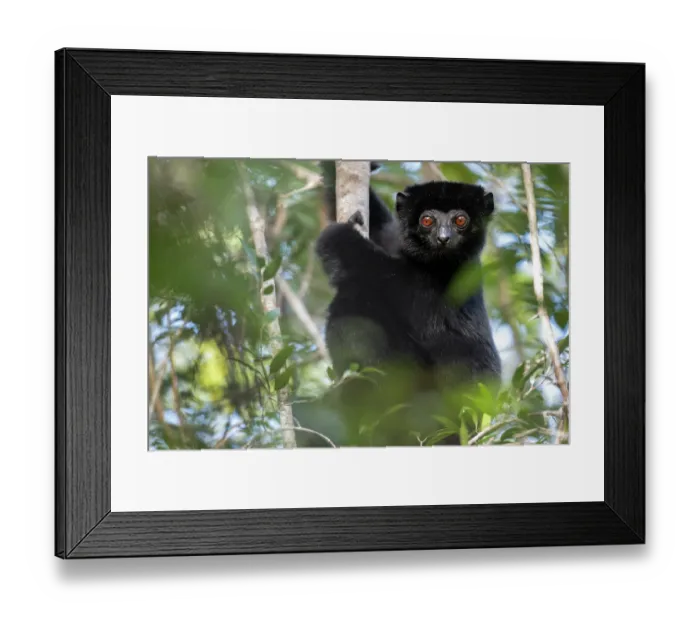 Framed Print : Perrier's sifaka (Propithecus perrieri) sitting in tree, Analamerana special reserve, Madagascar. Critically endangered Framed Print : Perrier's sifaka (Propithecus perrieri) sitting in tree, Analamerana special reserve, Madagascar. Critically endangered