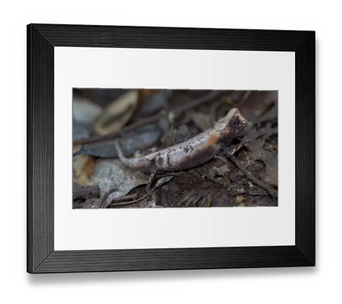 Framed Print : RF - Plated leaf chameleon (Brookesia stumpffi) camouflaged in leaf litter, Ankarana National Park, Madagascar Framed Print : RF - Plated leaf chameleon (Brookesia stumpffi) camouflaged in leaf litter, Ankarana National Park, Madagascar
