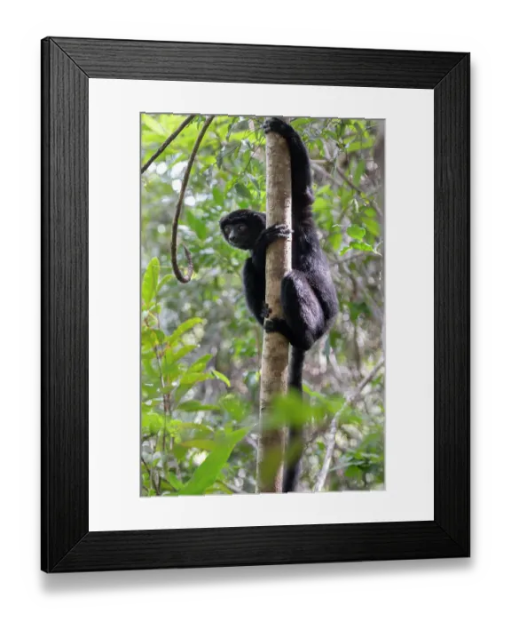 Framed Print : Perrier's sifaka (Propithecus perrieri) climbing up tree, Analamerana special reserve, Madagascar. Critically endangered Framed Print : Perrier's sifaka (Propithecus perrieri) climbing up tree, Analamerana special reserve, Madagascar. Critically endangered