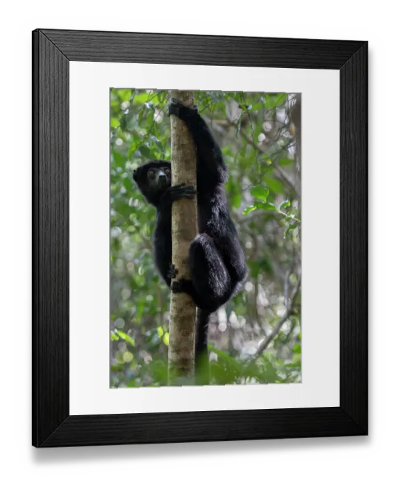 Framed Print : Perrier's sifaka (Propithecus perrieri) climbing up tree, Analamerana special reserve, Madagascar. Critically endangered Framed Print : Perrier's sifaka (Propithecus perrieri) climbing up tree, Analamerana special reserve, Madagascar. Critically endangered