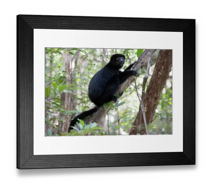 Framed Print : Perrier's sifaka (Propithecus perrieri) sitting in tree, Analamerana special reserve, Madagascar. Critically endangered Framed Print : Perrier's sifaka (Propithecus perrieri) sitting in tree, Analamerana special reserve, Madagascar. Critically endangered