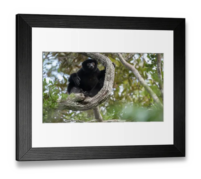 Framed Print : Perrier's sifaka (Propithecus perrieri) sitting in tree, Analamerana special reserve, Madagascar. Critically endangered Framed Print : Perrier's sifaka (Propithecus perrieri) sitting in tree, Analamerana special reserve, Madagascar. Critically endangered