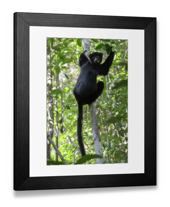 Framed Print : Perrier's sifaka (Propithecus perrieri) climbing up tree, feeding on leaves, Analamerana special reserve, Madagascar. Critically endangered Framed Print : Perrier's sifaka (Propithecus perrieri) climbing up tree, feeding on leaves, Analamerana special reserve, Madagascar. Critically endangered
