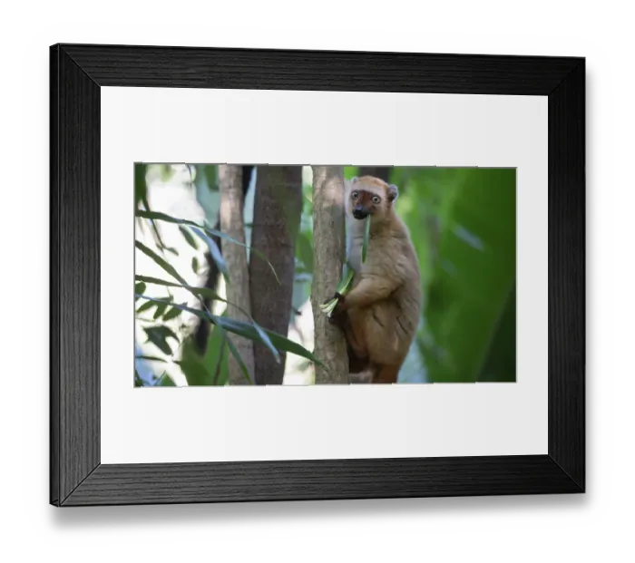 Framed Print : RF - Blue-eyed black lemur (Eulemur flavifrons) female, sitting in tree feeding on leaves (Dracaena sp.), Ambalavao Forest, south of Maromandia, Madagascar. Critically endangered Framed Print : RF - Blue-eyed black lemur (Eulemur flavifrons) female, sitting in tree feeding on leaves (Dracaena sp.), Ambalavao Forest, south of Maromandia, Madagascar. Critically endangered