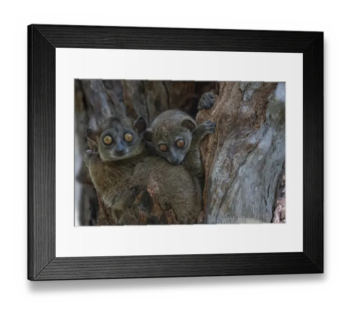 Framed Print : RF - Two Ankarana sportive lemurs (Lepilemur ankaranensis) sitting in tree hole, Analamerana special reserve, Madagascar. Endangered Framed Print : RF - Two Ankarana sportive lemurs (Lepilemur ankaranensis) sitting in tree hole, Analamerana special reserve, Madagascar. Endangered