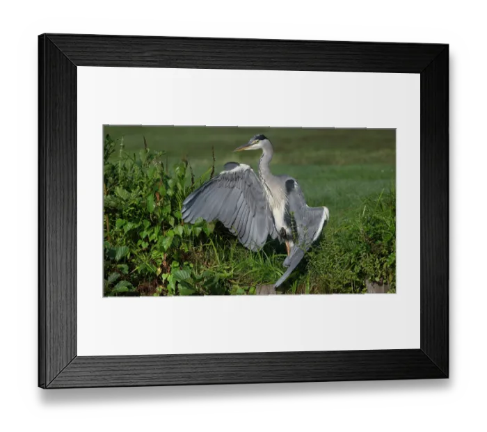 Framed Print : Grey heron (Ardea cinerea) basking on riverbank, Peerdsbos, Brasschaat, Belgium. September Framed Print : Grey heron (Ardea cinerea) basking on riverbank, Peerdsbos, Brasschaat, Belgium. September