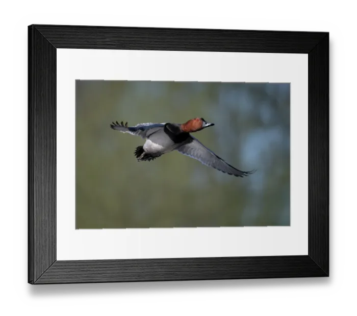 Framed Print : Common pochard (Aythya ferina) male, in flight, Kruibeekse Polder, Belgium. April
