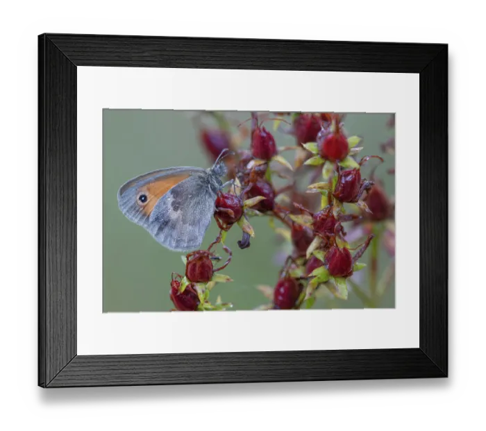 Framed Print : Grayling butterfly (Coenonympha pamphilus) resting on St. John's wort (Hypericum perforatum) seedheads, Klein Schietveld, Brasschaat, Belgium. August Framed Print : Grayling butterfly (Coenonympha pamphilus) resting on St. John's wort (Hypericum perforatum) seedheads, Klein Schietveld, Brasschaat, Belgium. August