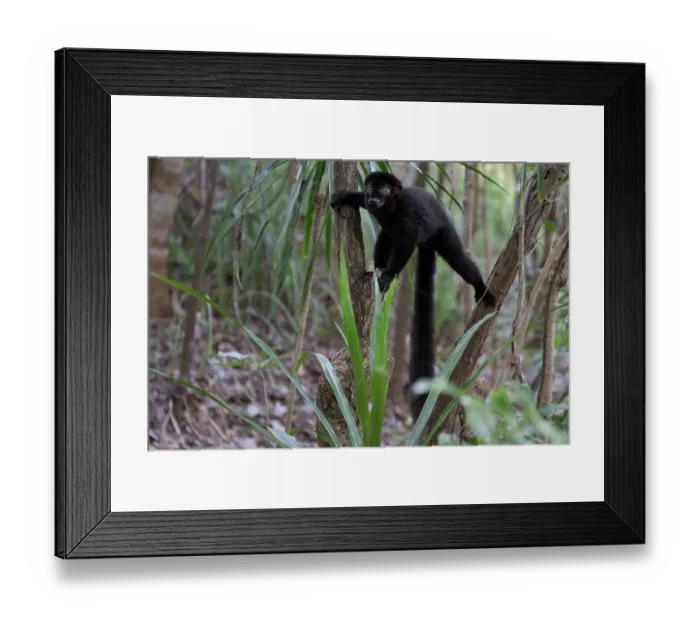 Framed Print : RF - Blue-eyed black lemur (Eulemur flavifrons) male, climbing among trees, Ambalavao Forest, south of Maromandia, Madagascar. Critically endangered