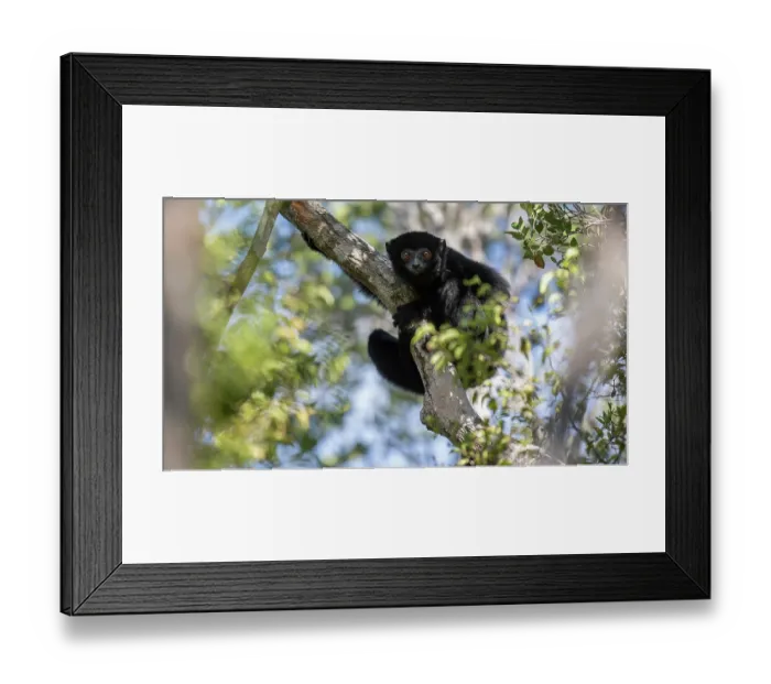 Framed Print : RF - Perrier's sifaka (Propithecus perrieri) sitting in tree, Analamerana special reserve, Madagascar. Critically endangered Framed Print : RF - Perrier's sifaka (Propithecus perrieri) sitting in tree, Analamerana special reserve, Madagascar. Critically endangered