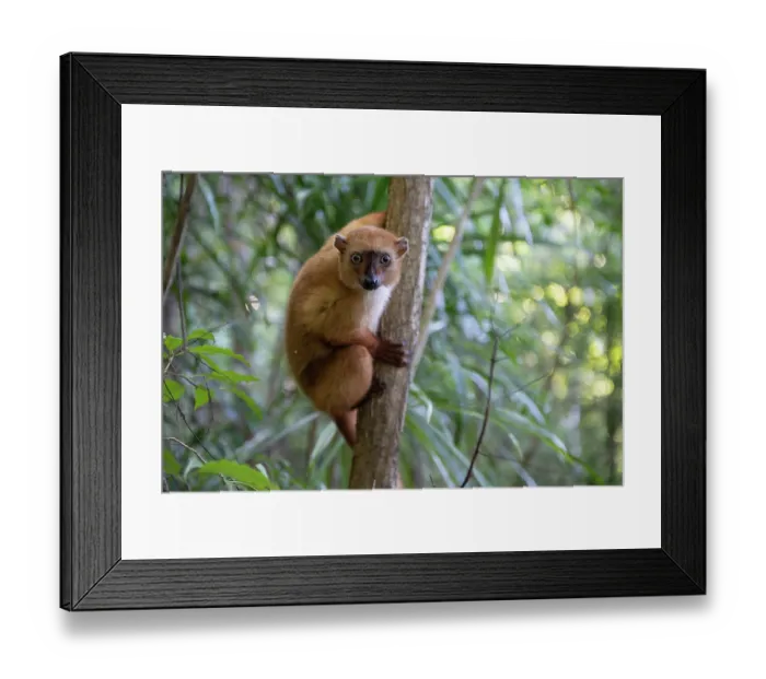 Framed Print : RF - Blue-eyed black lemur (Eulemur flavifrons) female, climbing up tree trunk, Ambalavao Forest, south of Maromandia, Madagascar. Critically endangered Framed Print : RF - Blue-eyed black lemur (Eulemur flavifrons) female, climbing up tree trunk, Ambalavao Forest, south of Maromandia, Madagascar. Critically endangered