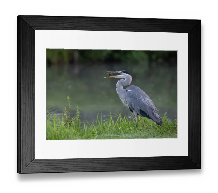 Framed Print : Grey heron (Ardea cinerea) standing with prey in beak, Peerdsbos, Brasschaat, Belgium. August Framed Print : Grey heron (Ardea cinerea) standing with prey in beak, Peerdsbos, Brasschaat, Belgium. August
