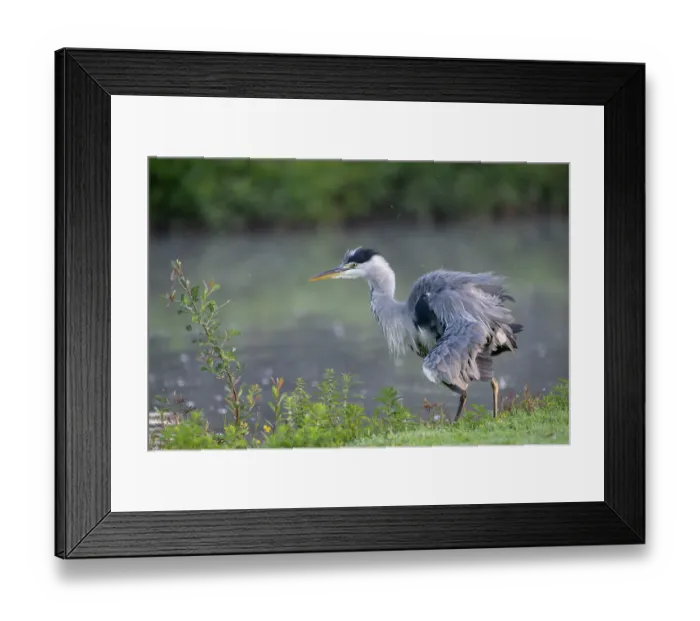 Framed Print : Grey heron (Ardea cinerea) shaking its feathers at water's edge, Peerdsbos, Brasschaat, Belgium. August