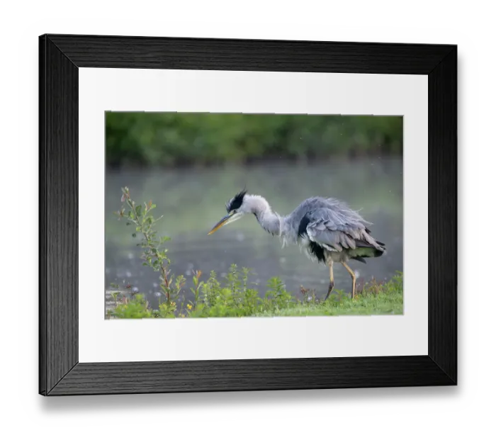 Framed Print : Grey heron (Ardea cinerea) shaking its feathers at water's edge, Peerdsbos, Brasschaat, Belgium. August Framed Print : Grey heron (Ardea cinerea) shaking its feathers at water's edge, Peerdsbos, Brasschaat, Belgium. August