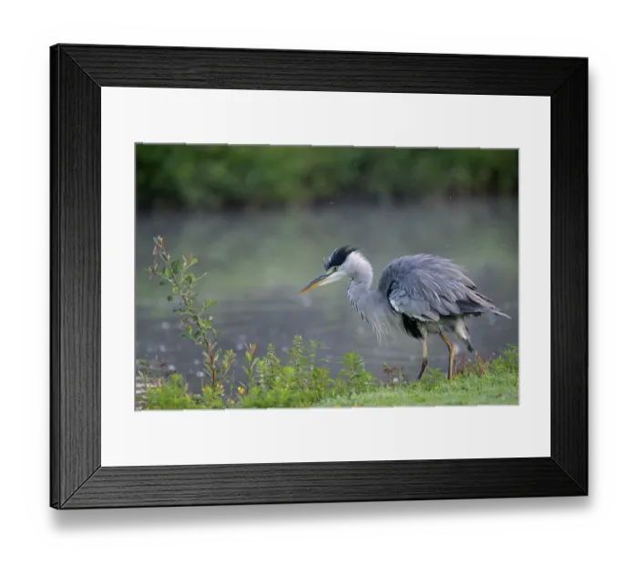 Framed Print : Grey heron (Ardea cinerea) shaking its feathers at water's edge, Peerdsbos, Brasschaat, Belgium. August