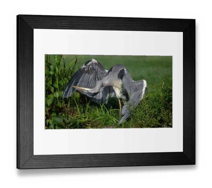 Framed Print : Grey heron (Ardea cinerea) preening and looking under its wings, Peerdsbos, Brasschaat, Belgium. September Framed Print : Grey heron (Ardea cinerea) preening and looking under its wings, Peerdsbos, Brasschaat, Belgium. September