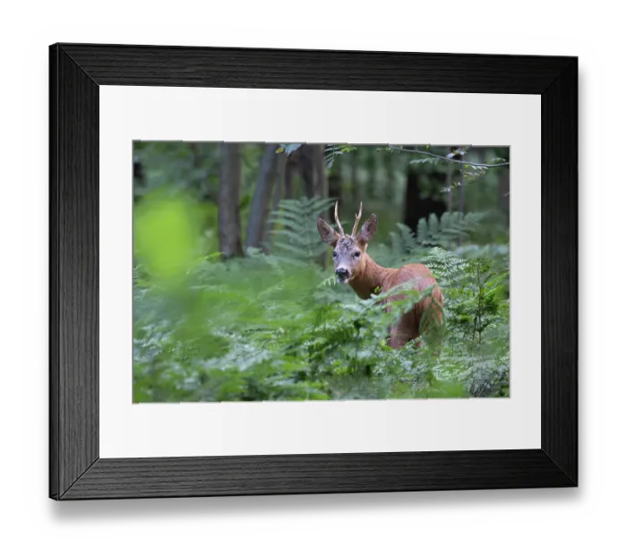 Framed Print : Roe deer (Capreolus capreolus) male, feeding on ferns in woodland, Peerdsbos, Brasschaat, Belgium. July Framed Print : Roe deer (Capreolus capreolus) male, feeding on ferns in woodland, Peerdsbos, Brasschaat, Belgium. July