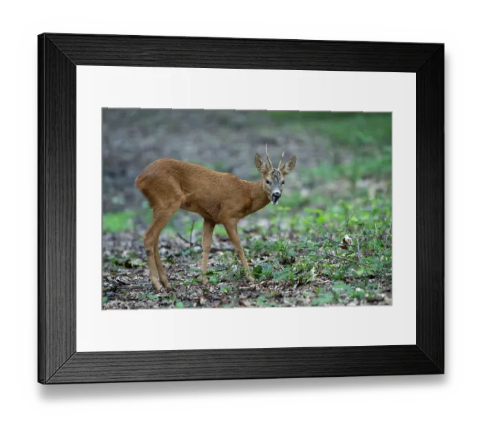 Framed Print : Roe deer (Capreolus capreolus) male, feeding on leaves in woodland, Peerdsbos, Brasschaat, Belgium. July Framed Print : Roe deer (Capreolus capreolus) male, feeding on leaves in woodland, Peerdsbos, Brasschaat, Belgium. July
