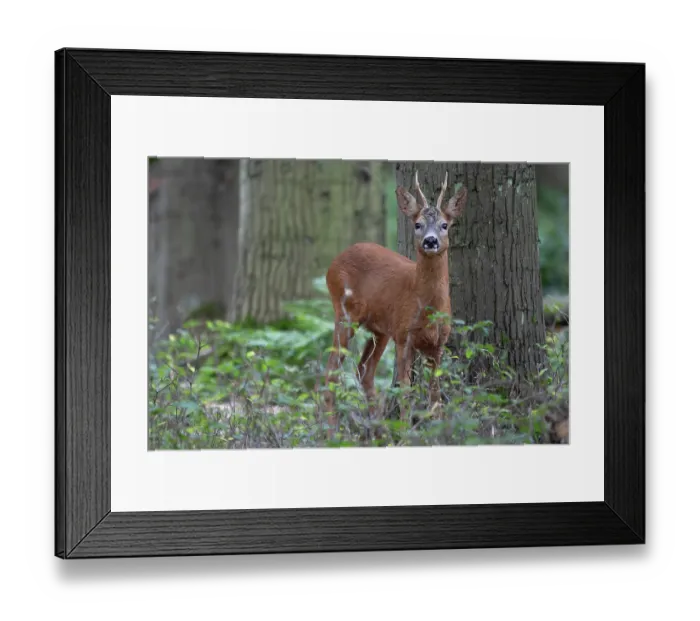 Framed Print : Roe deer (Capreolus capreolus) male, standing in woodland, Peerdsbos, Brasschaat, Belgium. July Framed Print : Roe deer (Capreolus capreolus) male, standing in woodland, Peerdsbos, Brasschaat, Belgium. July