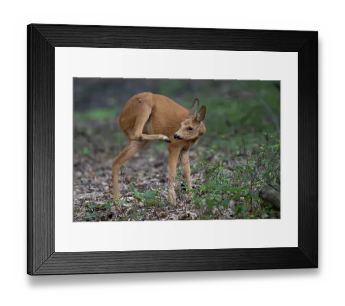 Framed Print : Roe deer (Capreolus capreolus) female, scratching itself with hind leg, Peerdsbos, Brasschaat, Belgium. July Framed Print : Roe deer (Capreolus capreolus) female, scratching itself with hind leg, Peerdsbos, Brasschaat, Belgium. July