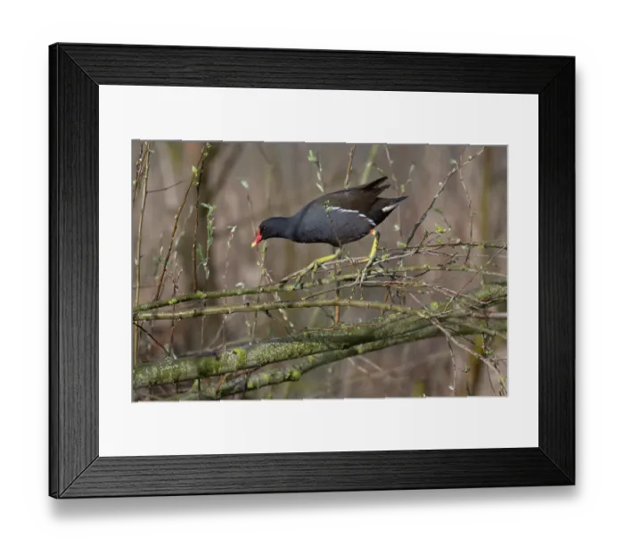Framed Print : Moorhen (Gallinula chloropus) standing on branches of fallen tree, Kruibeekse Polder, Belgium. March Framed Print : Moorhen (Gallinula chloropus) standing on branches of fallen tree, Kruibeekse Polder, Belgium. March