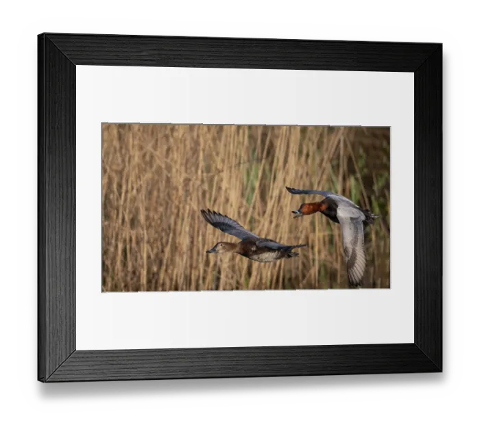 Framed Print : Common pochard (Aythya ferina) pair in flight with reedbeds behind, Kruibeekse Polder, Belgium. April