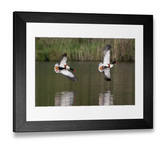 Framed Print : Two Common shelducks (Tadorna tadorna) in flight, male chasing another male over pond, Kruibeekse Polder, Belgium. April Framed Print : Two Common shelducks (Tadorna tadorna) in flight, male chasing another male over pond, Kruibeekse Polder, Belgium. April